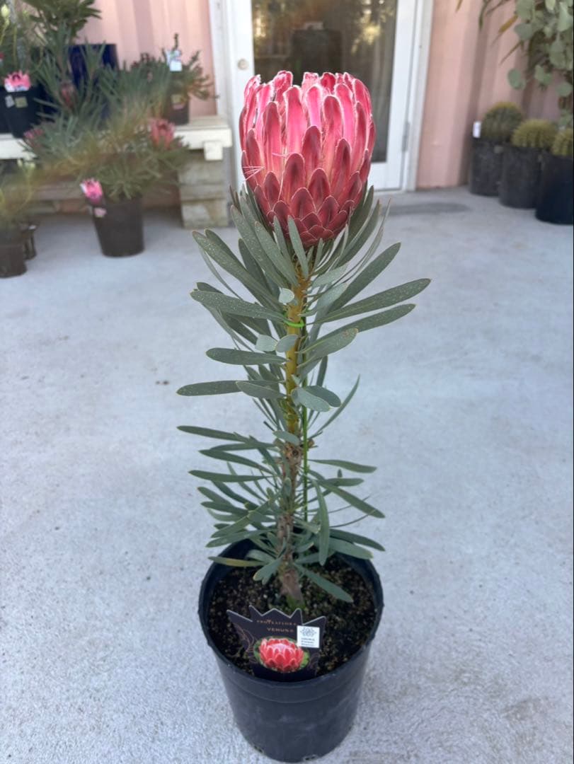 プロテアヴィーナス　ビーナス　希少！ 生花】プロテア ビーナス【赤/50cm/南アフリカ】｜Flower Smith Market