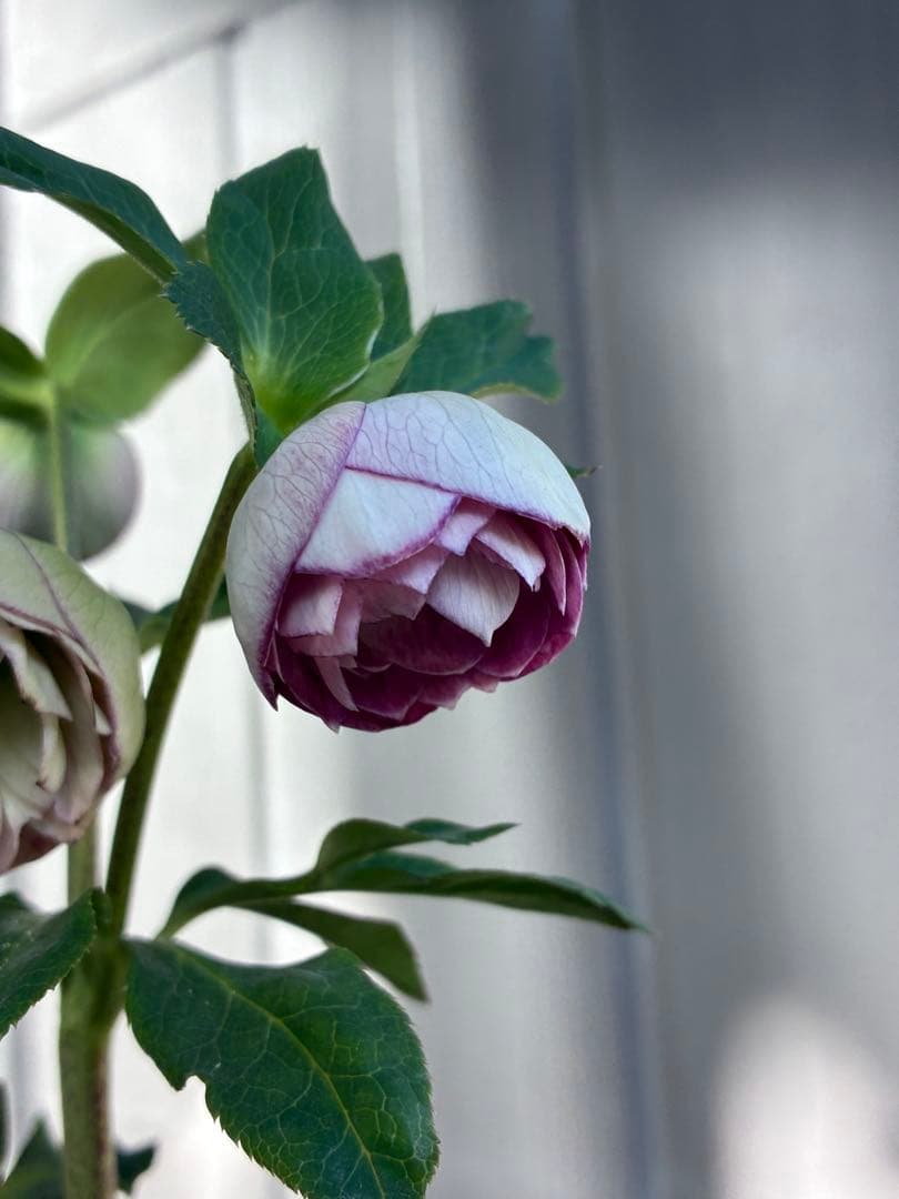 ♡認定♡毬姫　コロコロ咲き