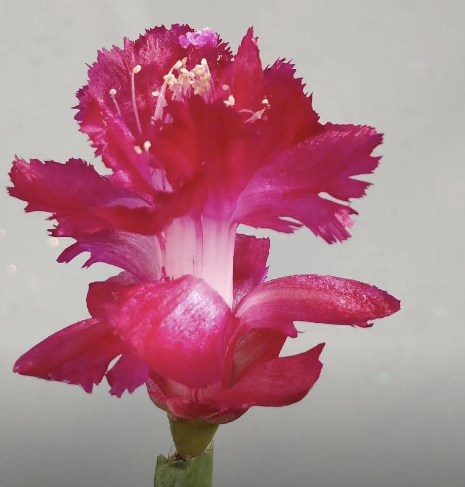 クラウン様専用】シャコバサボテン 赤羽＋黄羽＋バハ 接木 - メルカリ