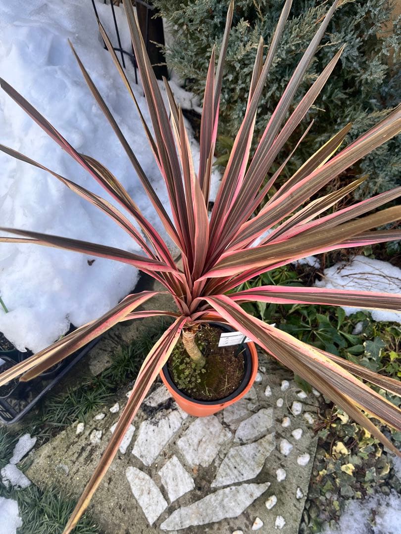 コルジリネ サウザンスプレンダー♥️ 特特大苗木 オージープランツ