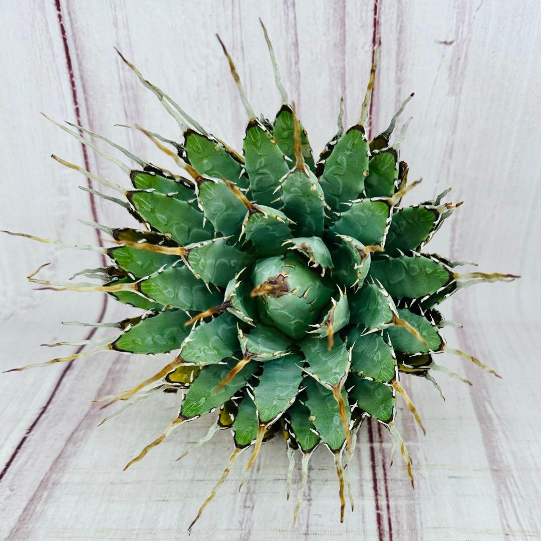 48 アガベ ユタエンシス エボリスピナ 陽炎 ロングスパイン - メルカリ