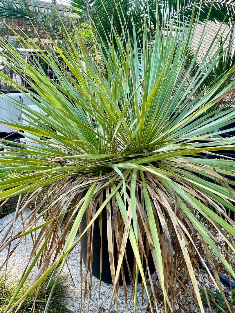 ロストラータダブルヘッド