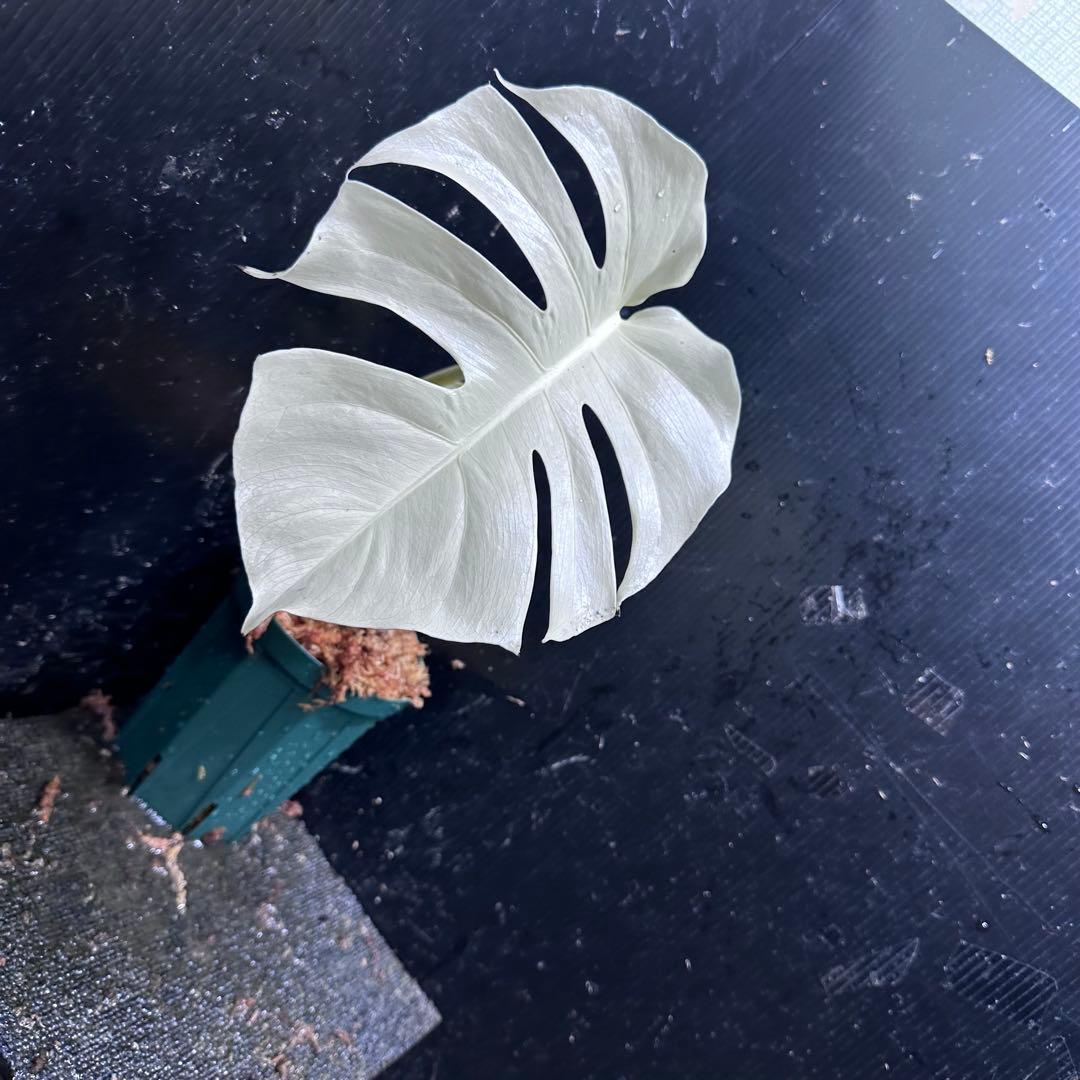 ひ*る様 斑入りモンステラ極上ホワイトタイガーフルムーン4号鉢植え発