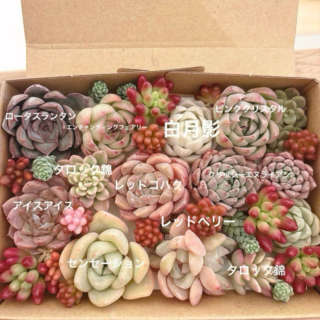 ゆうゆうメルカリ便 多肉植物 カット苗とセダム寄せ植えセット - メルカリ