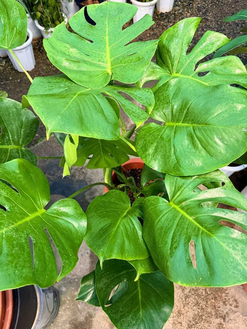 特級品】モンステラ デリシオーサ 幹上がり 9寸 特大極上苗 鉢付き