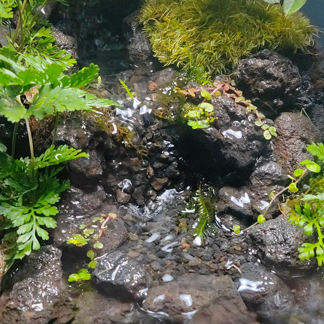 ☆ユイ様専用☆【レイアウト済み30㌢水槽】滝と渓谷のアクアテラリウム