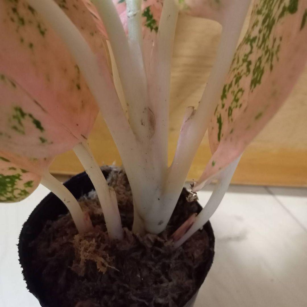 nyanchi 様 アグラオネマ スターダスト オレンジ 観葉植物