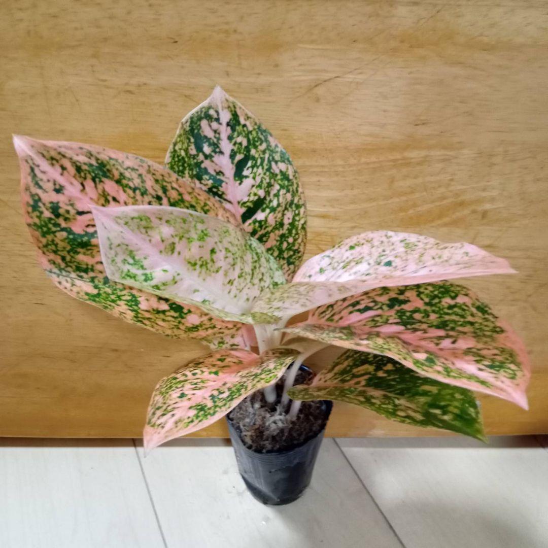 nyanchi 様 アグラオネマ スターダスト オレンジ 観葉植物