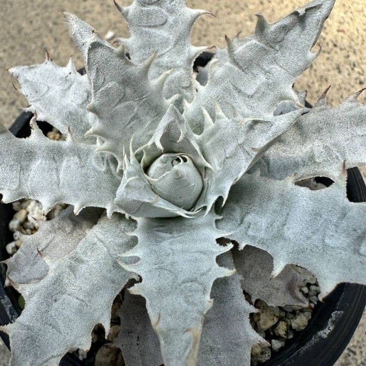 残1エンコリリウム アガボイデス 種子3粒 encholirium dyckia - メルカリ