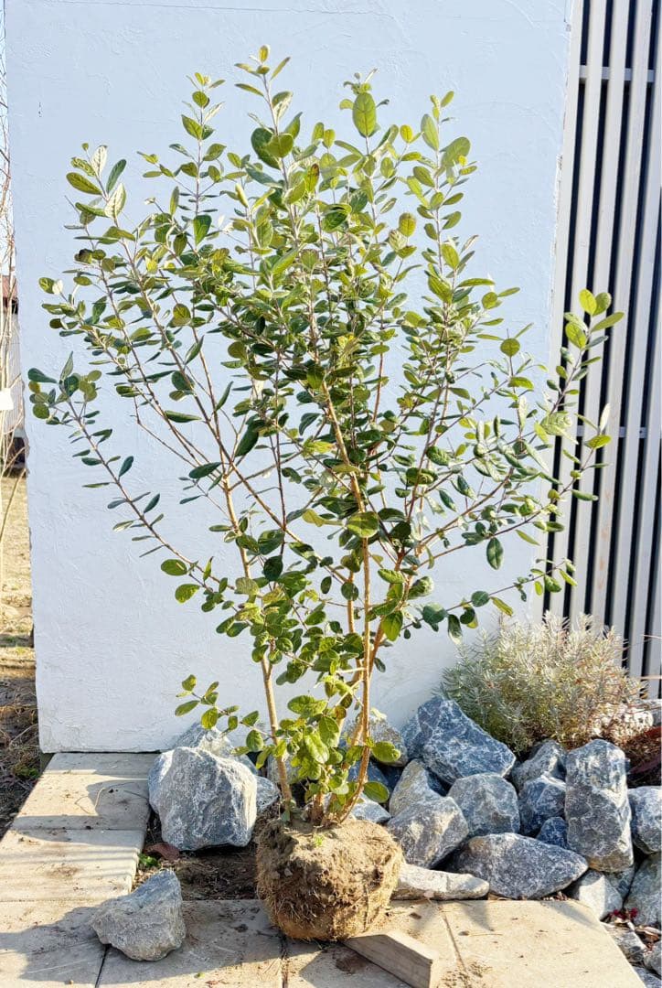 超逸品。フェイジョア株立ち1.4M(鉢底から)品番B