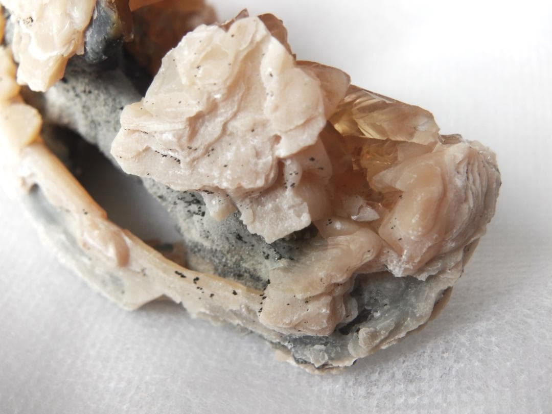 m盆・・・さま専用：方解石化した二枚貝の化石 カルサイト 鉱物標本