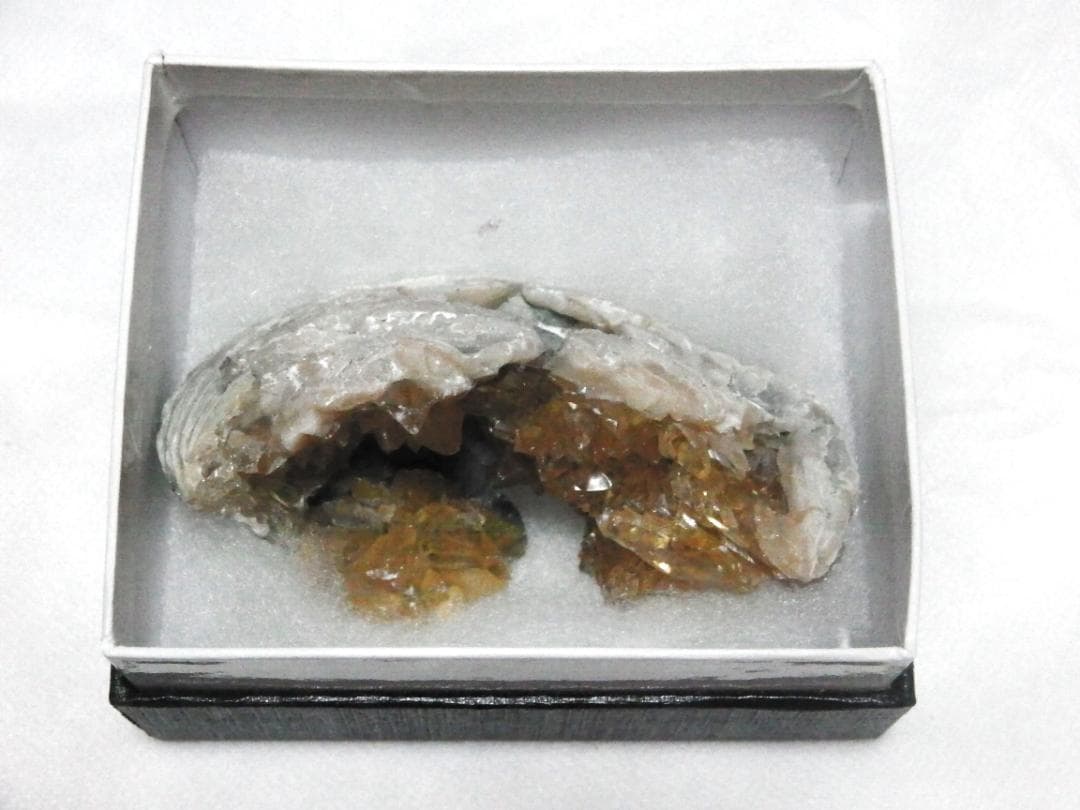 m盆・・・さま専用：方解石化した二枚貝の化石 カルサイト 鉱物標本