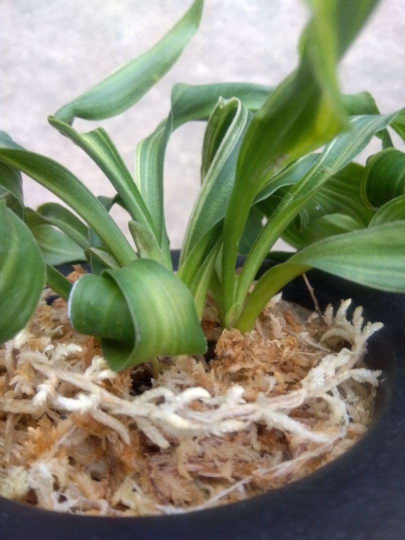 pao.様専用 万年青 おもと 獅子 縞斑 4号陶器鉢つき 3株群生❗ ら