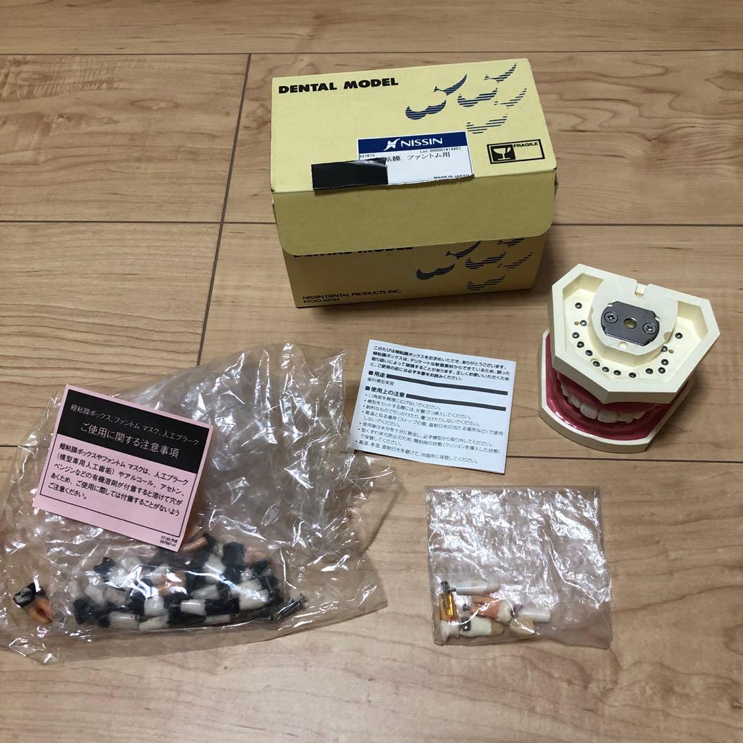 NISSIN ニッシン　顎模型　デンタルモデル　舌模型　粘膜 SRP実習用顎模型 [P15FE-500HPRO-S2A1-GSE]｜株式会社ニッシン｜歯科
