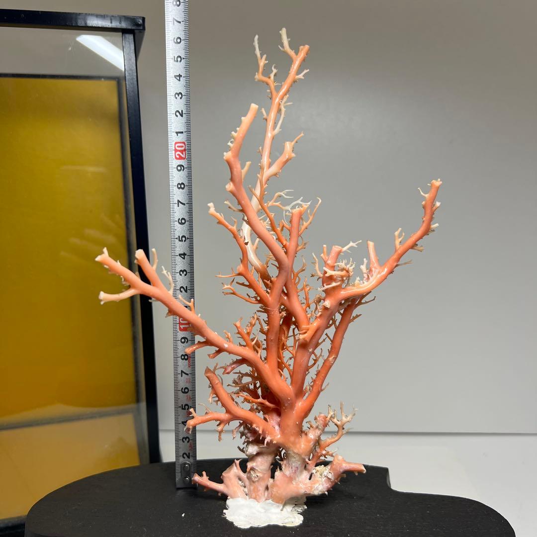 本桃色珊瑚原木　ケース付　東Y7-1209④トヒオ