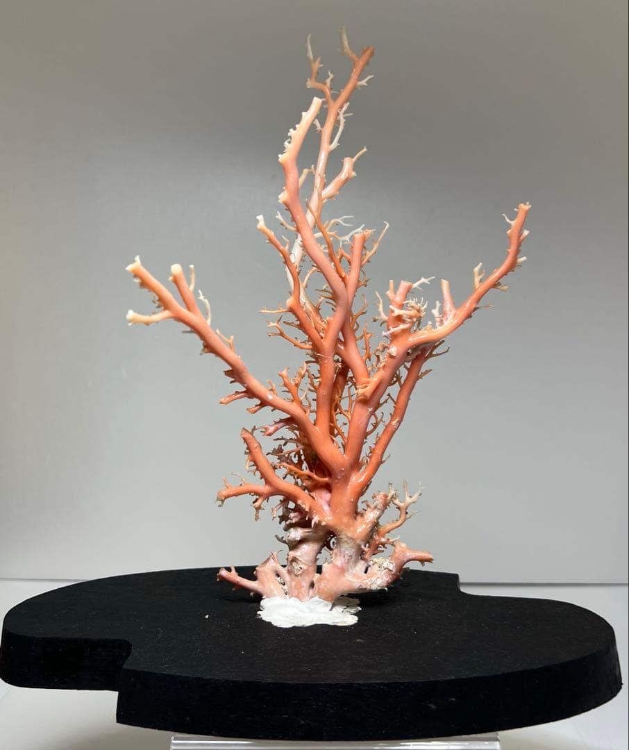 本桃色珊瑚原木　ケース付　東Y7-1209④トヒオ