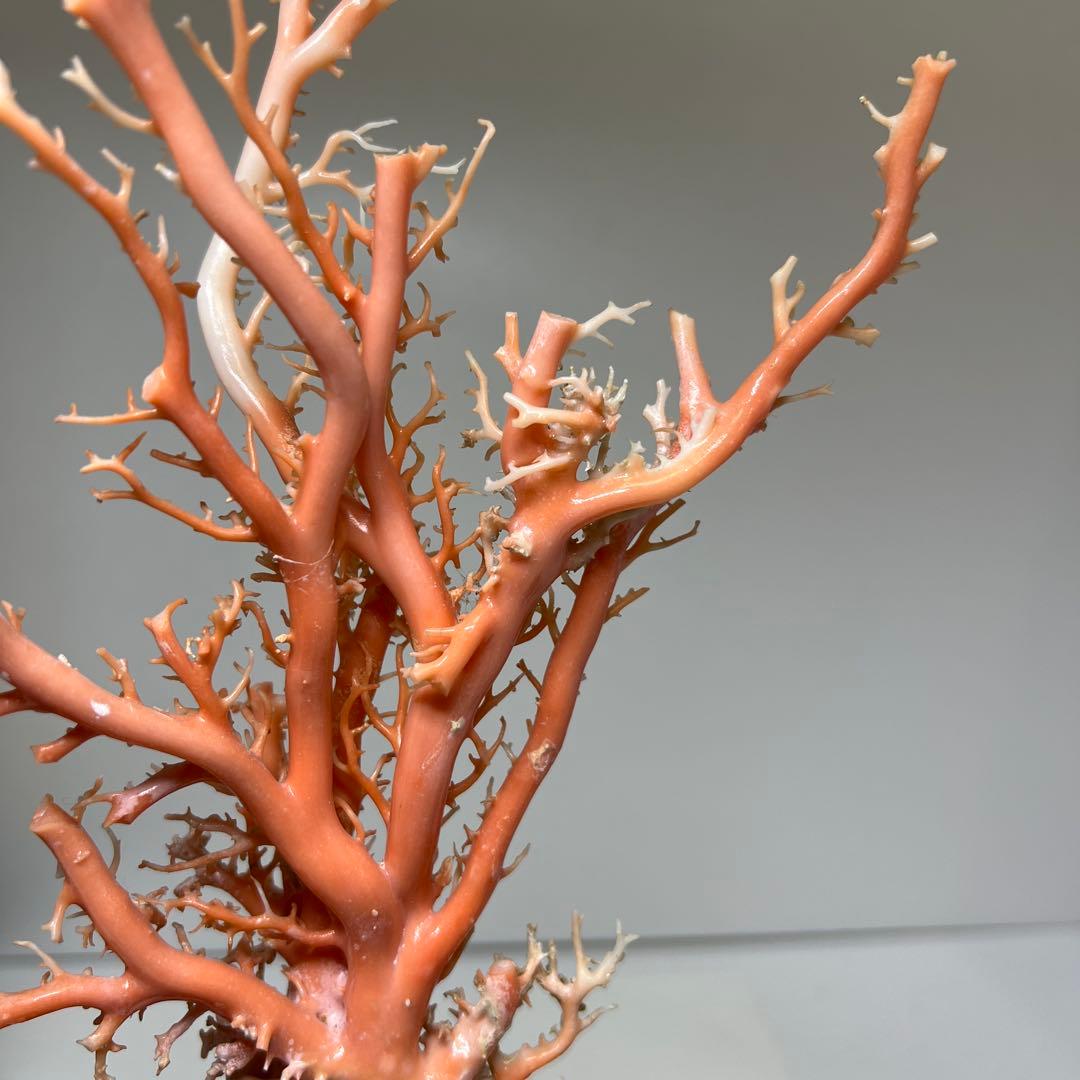 本桃色珊瑚原木　ケース付　東Y7-1209④トヒオ