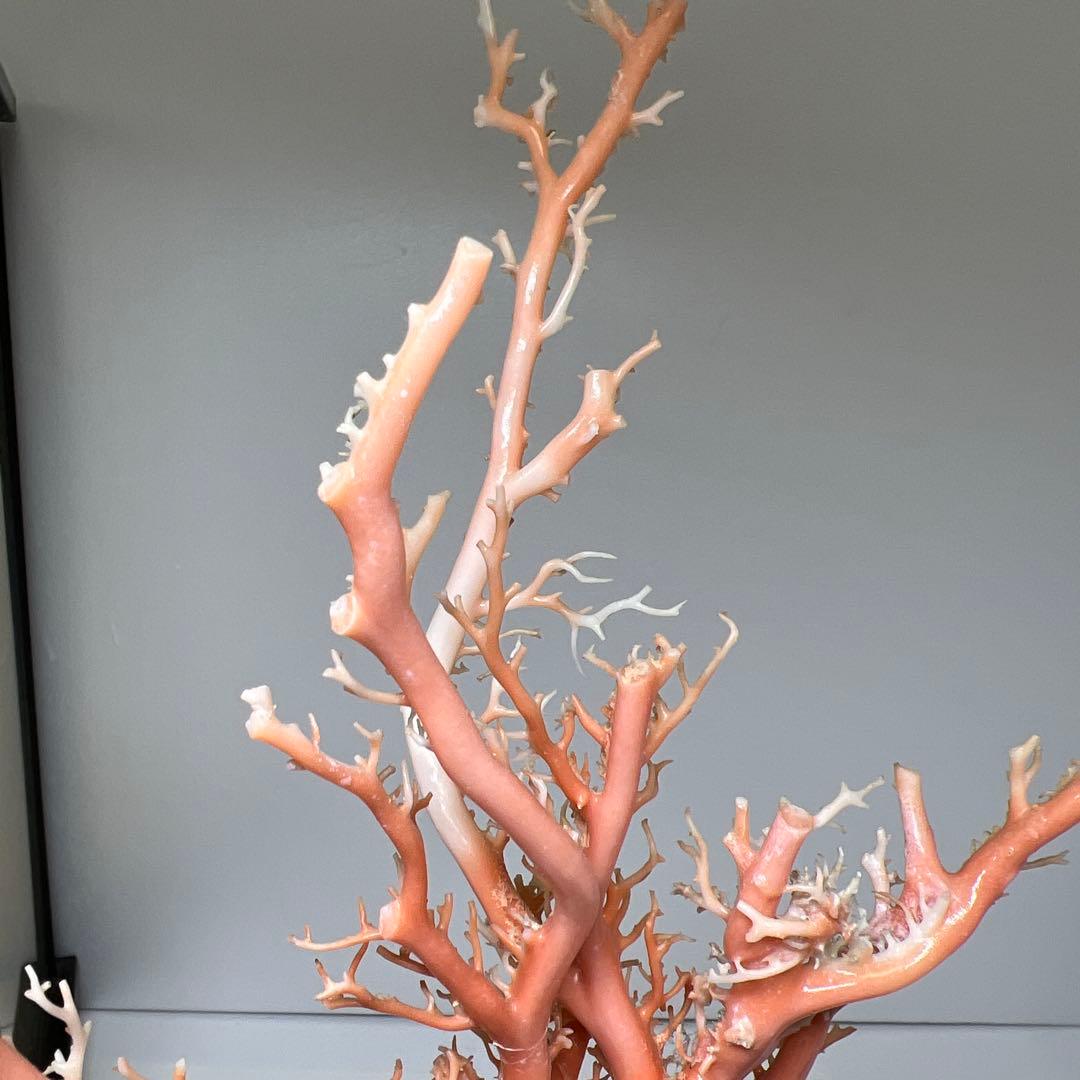 本桃色珊瑚原木　ケース付　東Y7-1209④トヒオ