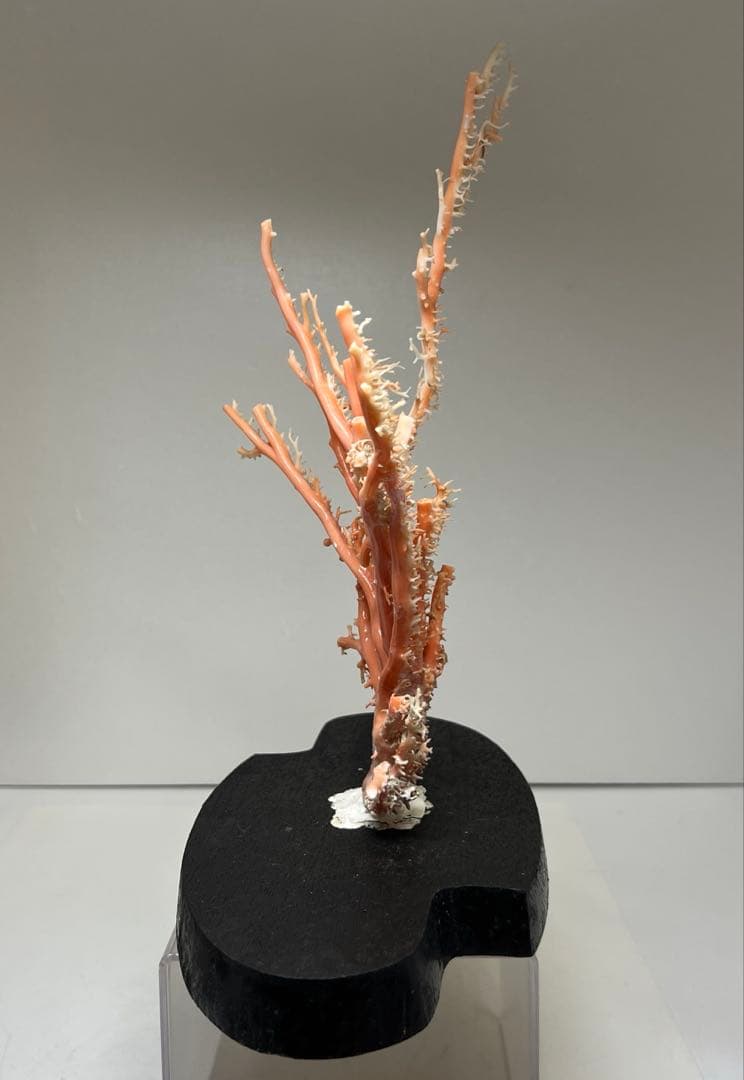 本桃色珊瑚原木　ケース付　東Y7-1209④トヒオ