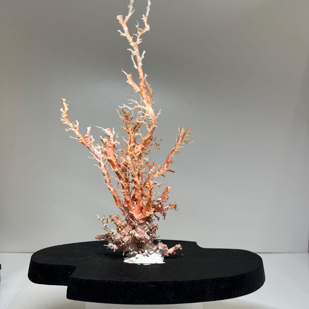 本桃色珊瑚原木　ケース付　東Y7-1209④トヒオ