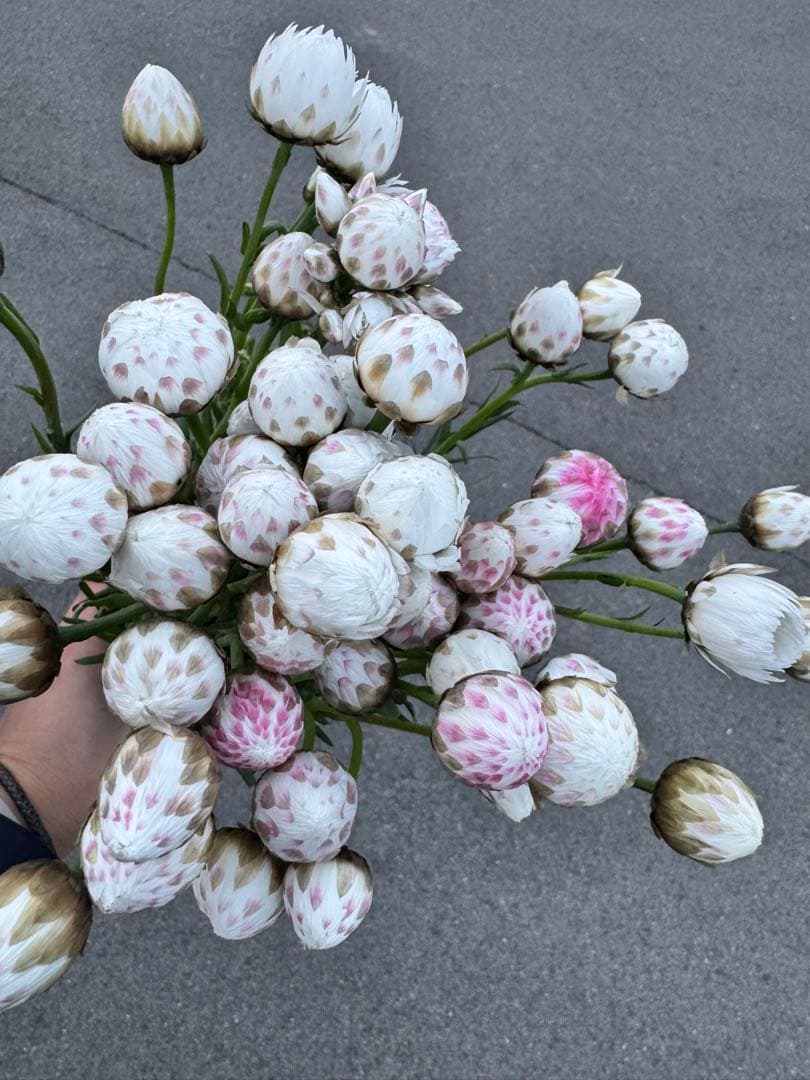 Coco様 リクエスト 2点 まとめ商品の通販はau PAY マーケット - 輸入