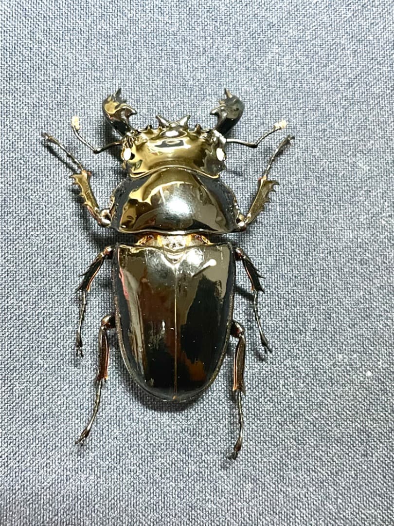 タランドゥスオオツヤ クワガタ 標本 ホワイトアイ 68mm - メルカリ