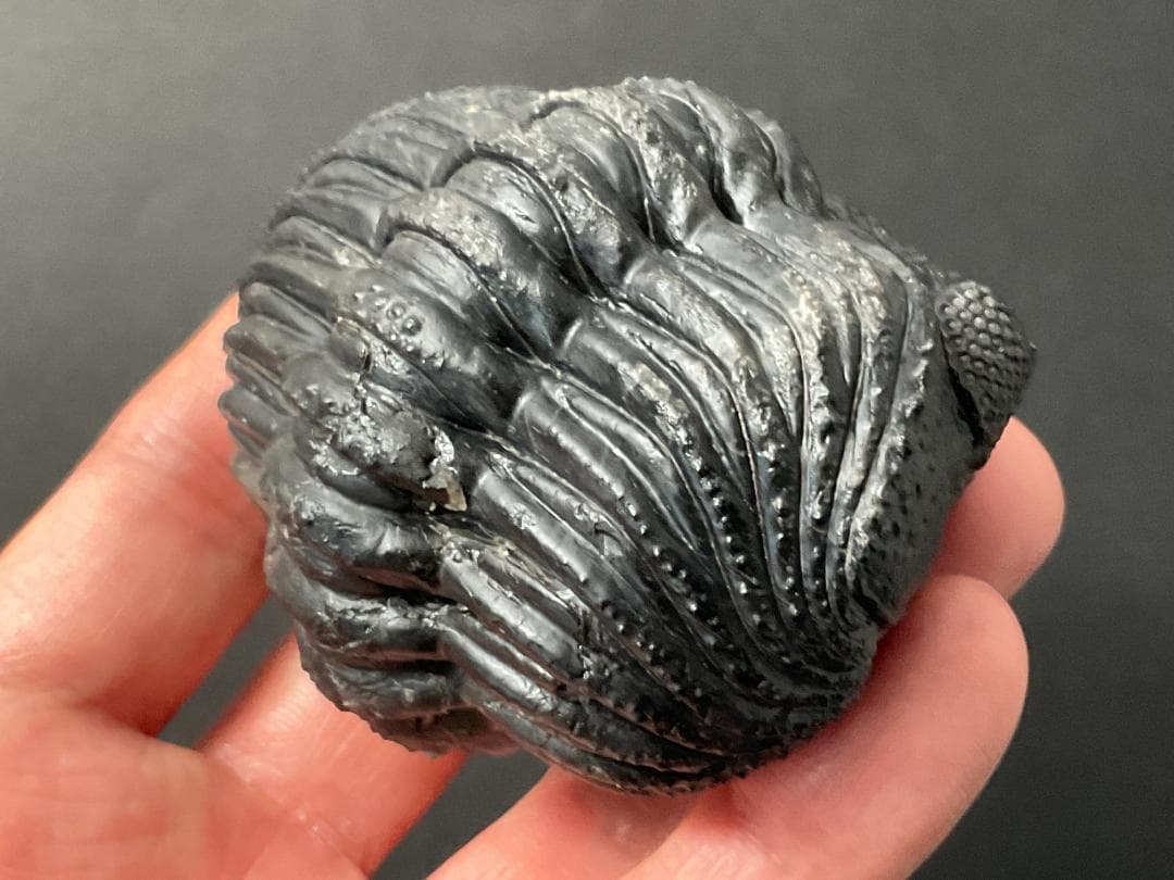 ドロトプス・メガロマニクス [PH59] 三葉虫 化石 - メルカリ