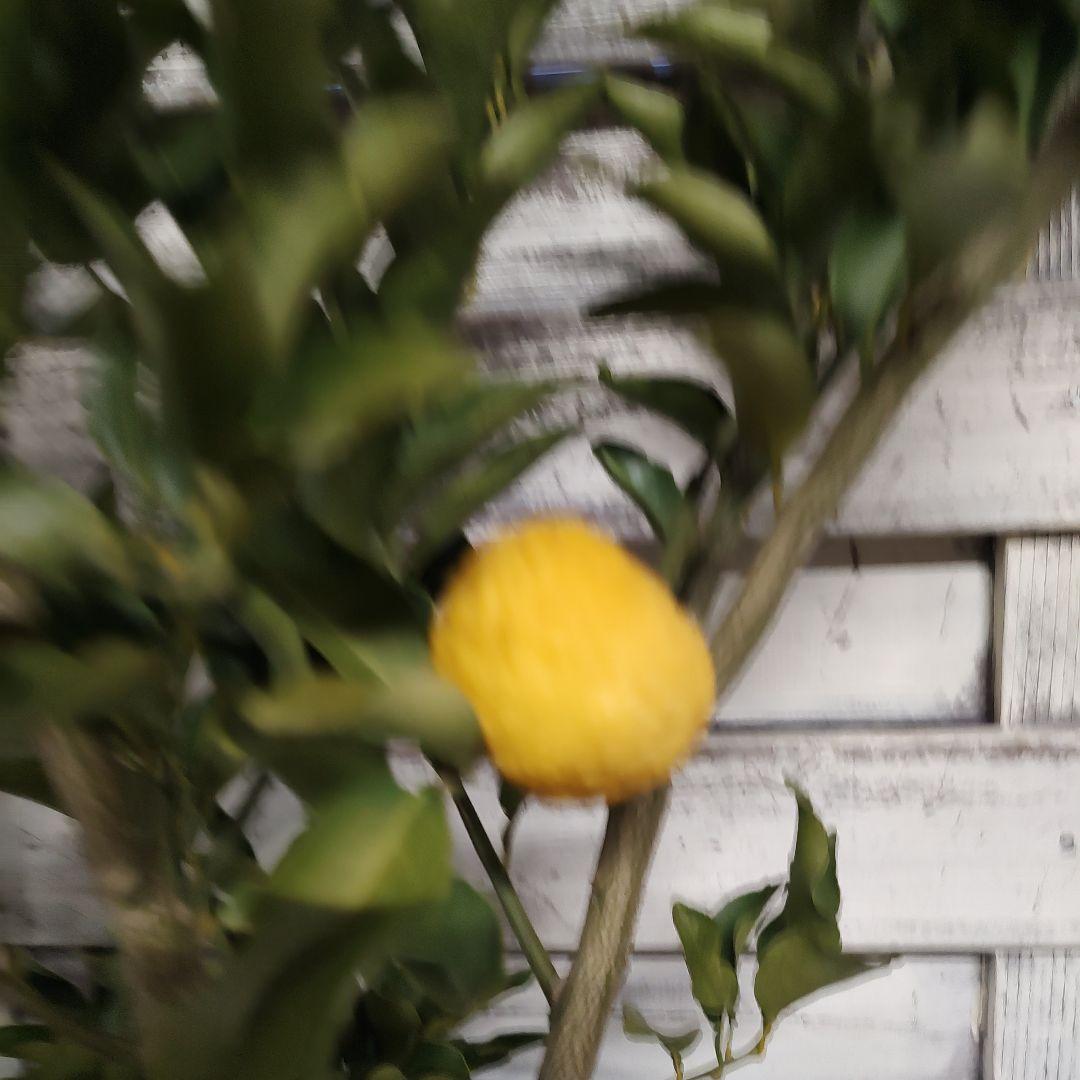 花柚子 3年生 大苗 結実実績あり！ - メルカリ