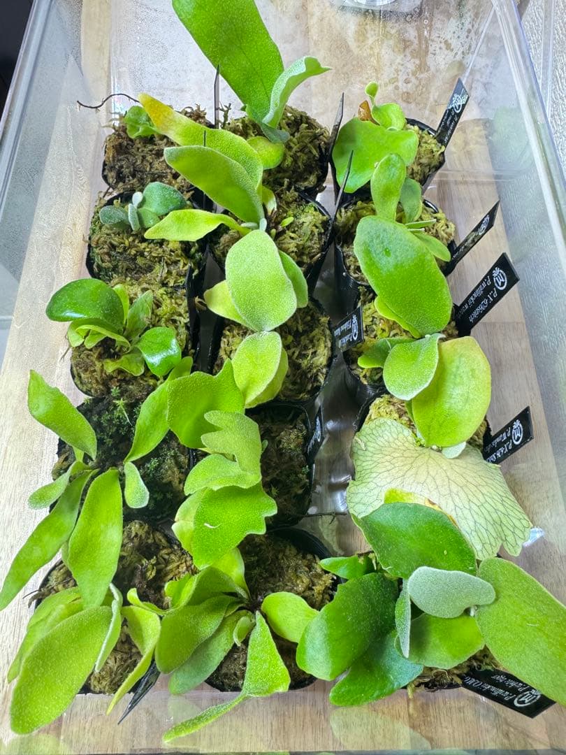 ビカクシダ　15種　② ビカクシダ 15種 - メルカリ