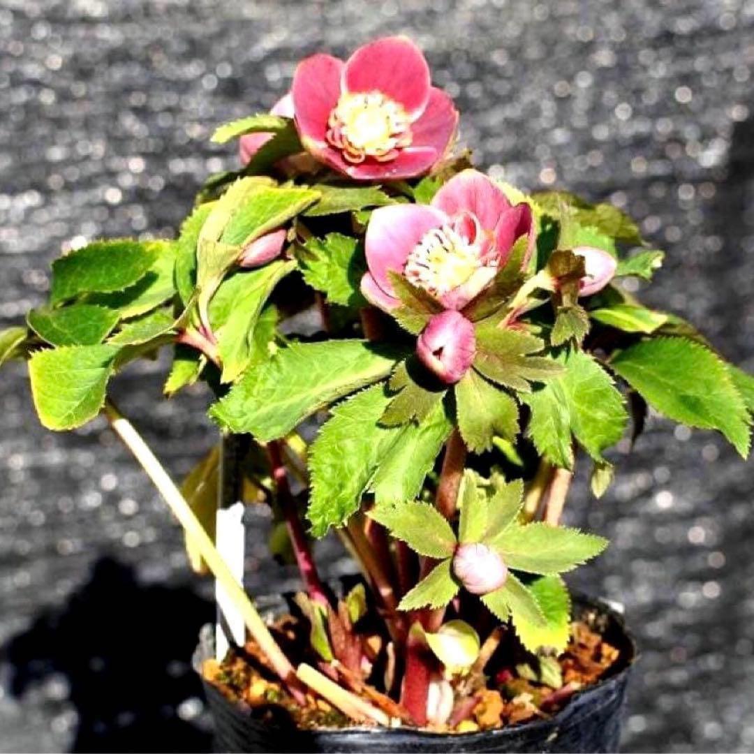 衛*様 3415☘️蕾付き☘️極上☘️⭐️小輪⭐️ ハートSD⭐️オーレア⭐️大