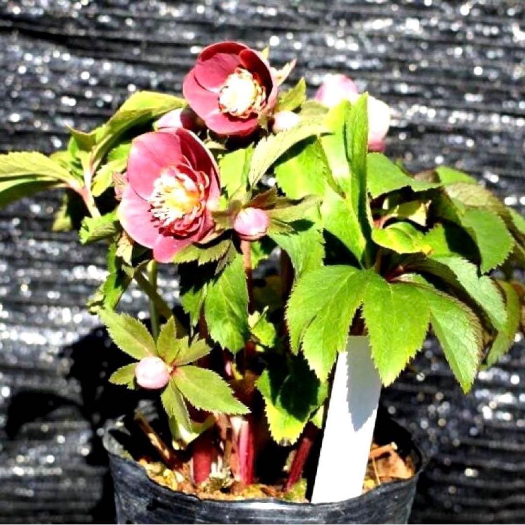 衛*様 3415☘️蕾付き☘️極上☘️⭐️小輪⭐️ ハートSD⭐️オーレア⭐️大