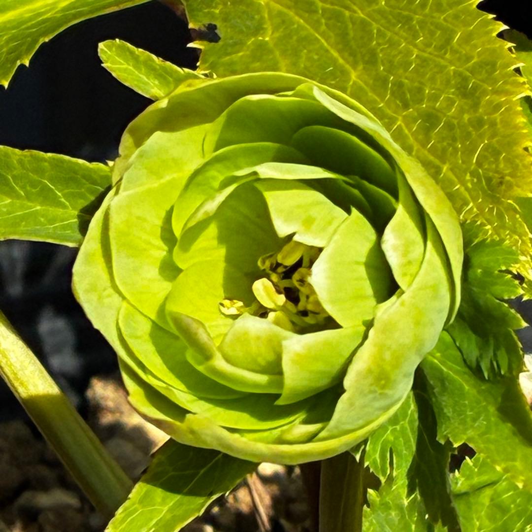 植*鑑様 3564☘️蕾花付き☘️⭐️超希少⭐️一茶⭐️コロコロ小輪⭐️キープカ