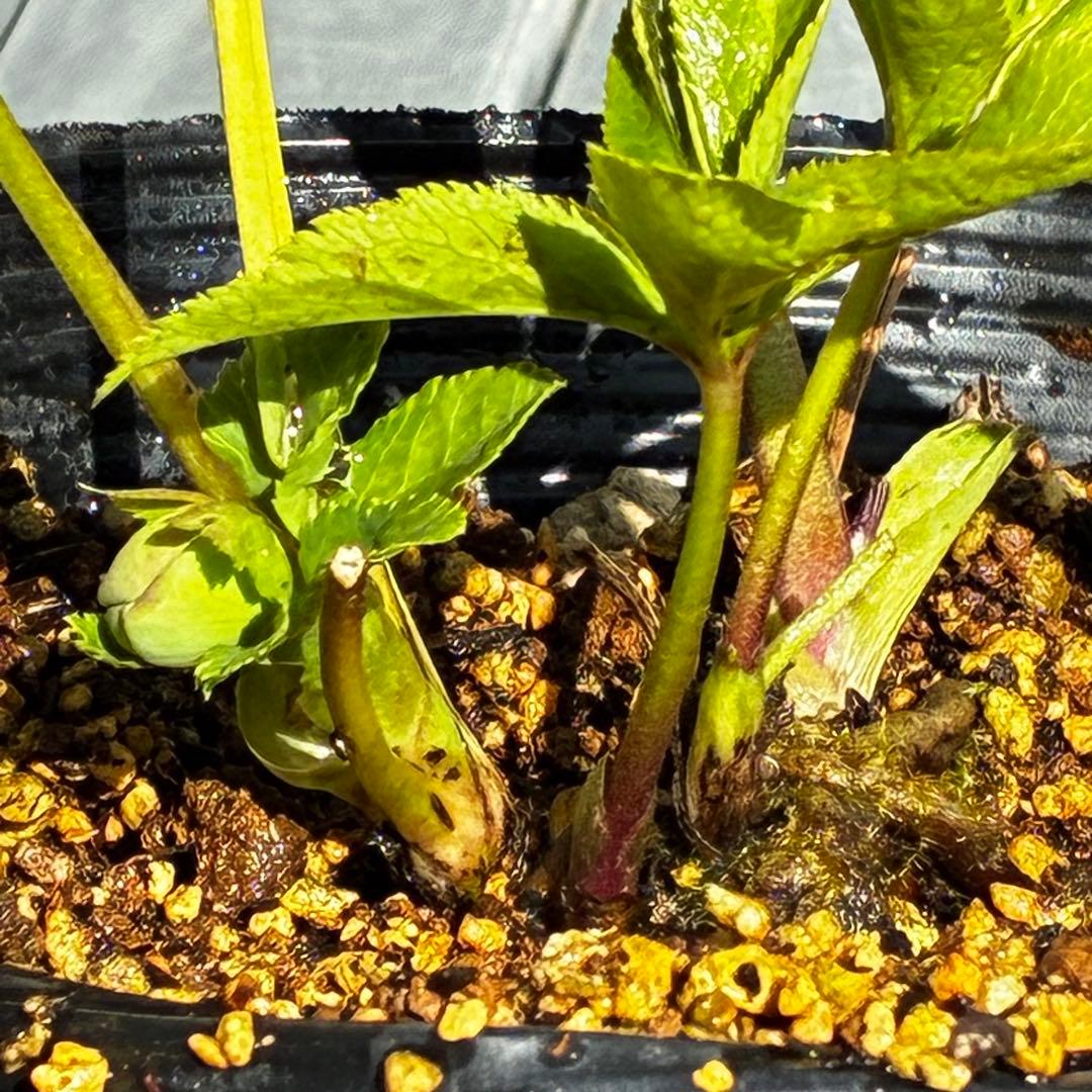 植*鑑様 3564☘️蕾花付き☘️⭐️超希少⭐️一茶⭐️コロコロ小輪⭐️キープカ