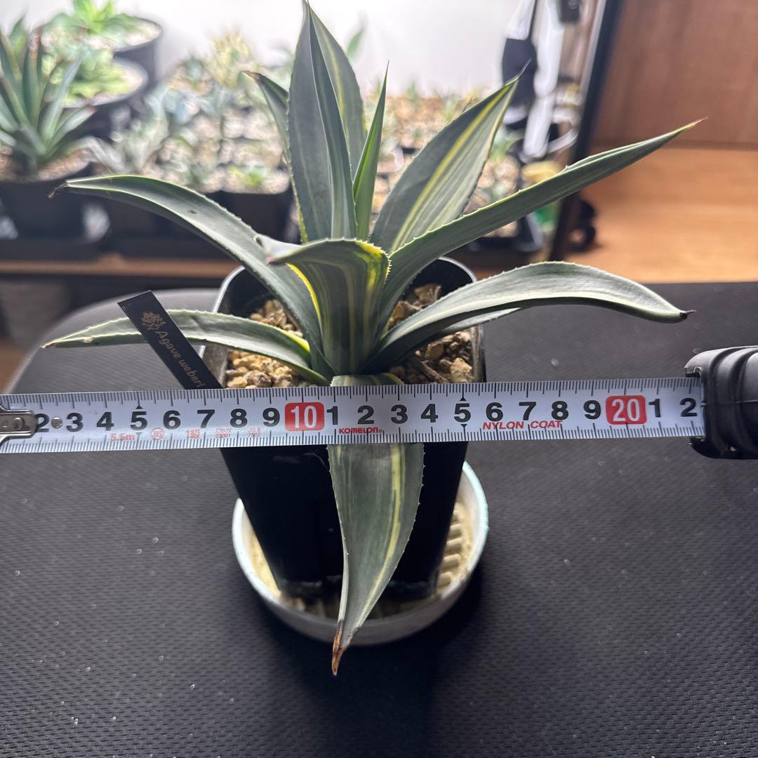 サ*ク様 アガベ ウェベリー 縞斑