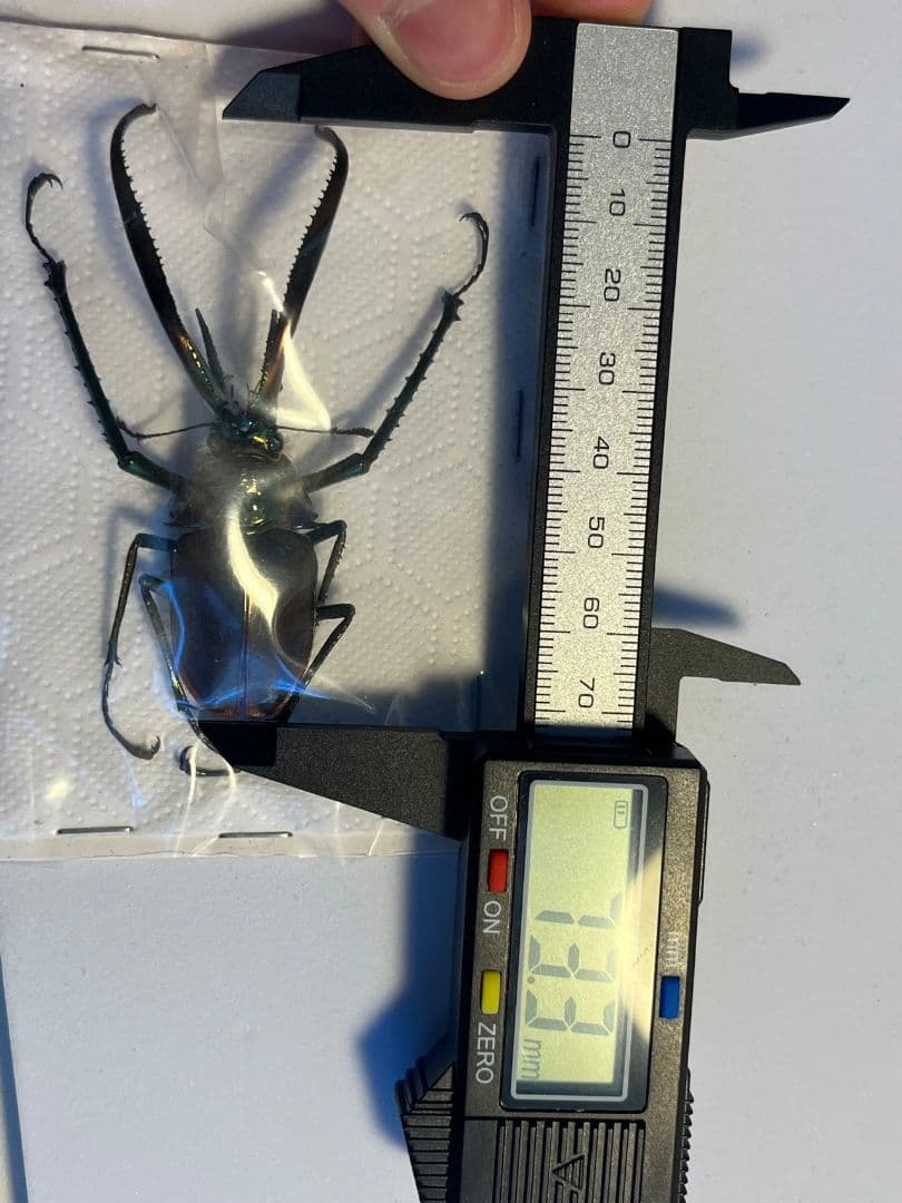 未展足73mm】ホロメタリクスチリクワガタ シワバネクワガタ