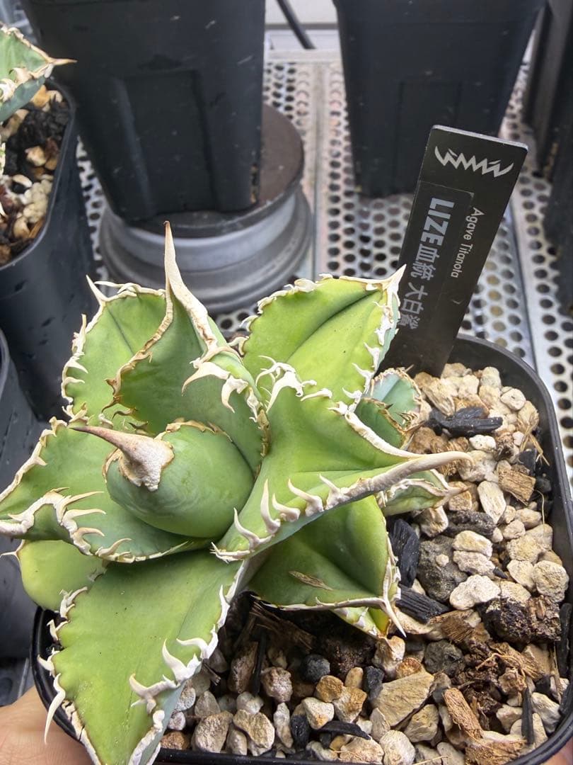 アガベ チタノタ lize血統 大白鯊 ホホジロザメ - メルカリ