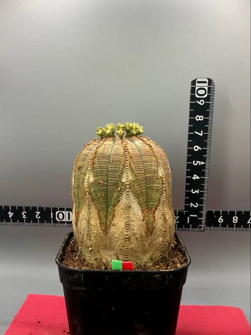 《3号GR》ユーフォルビア　オールド　オベサ　雄株