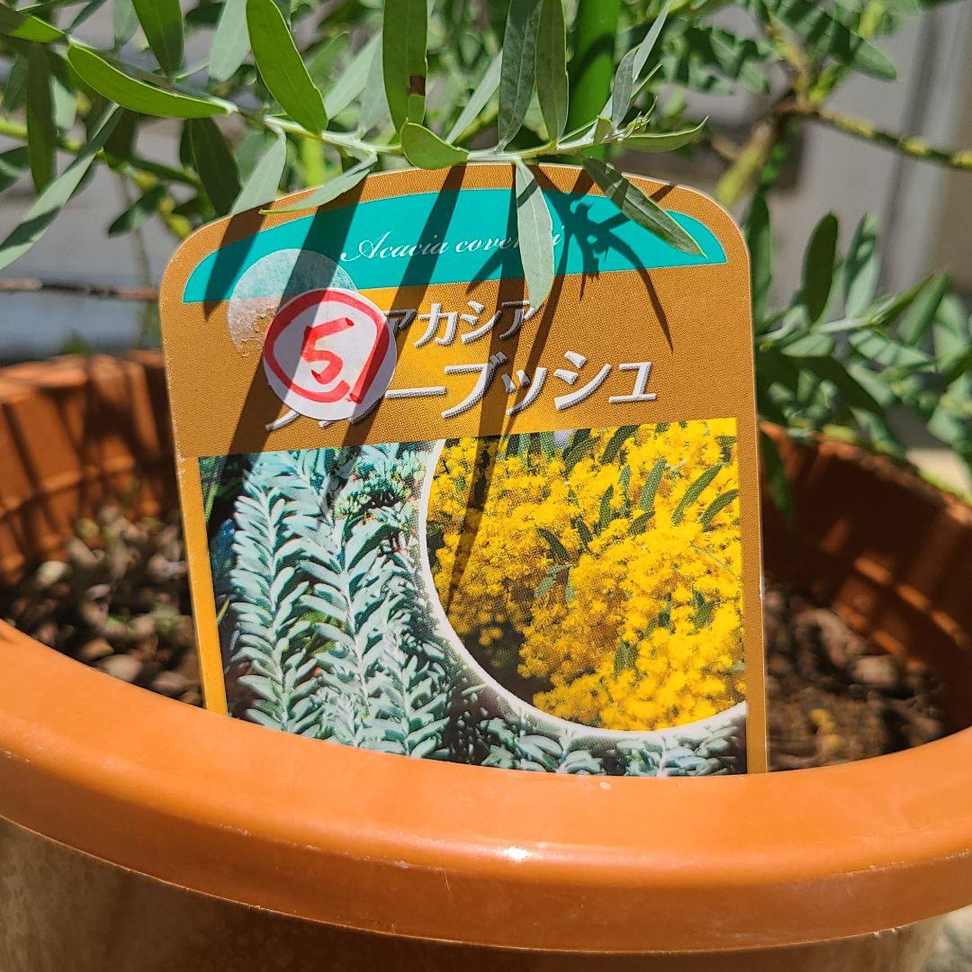 ⑤アカシア【ブルーブッシュ】ウエブステリアナセット ブルーブッシュ