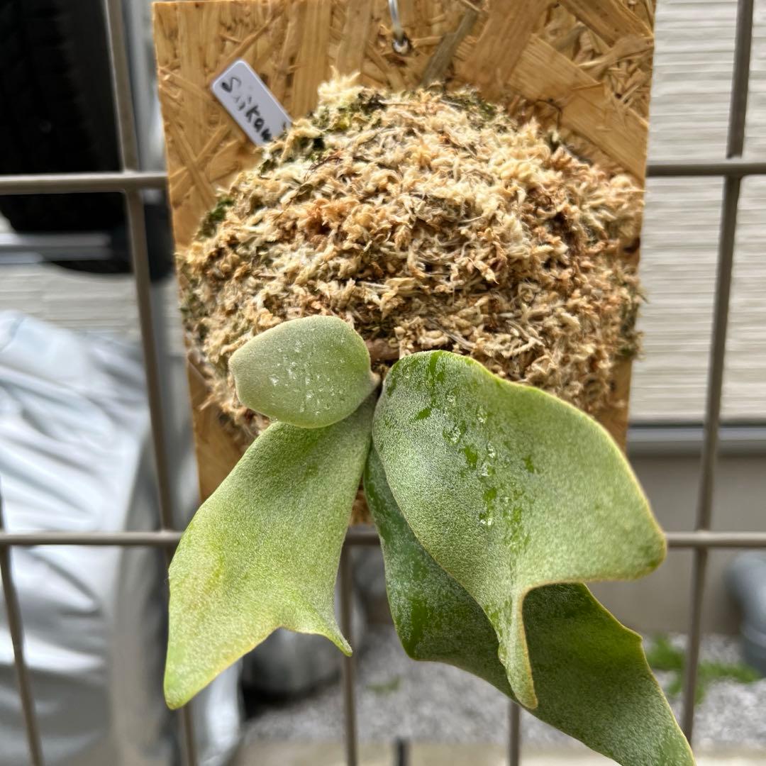 ビカクシダ saikeaw サイコー - メルカリ