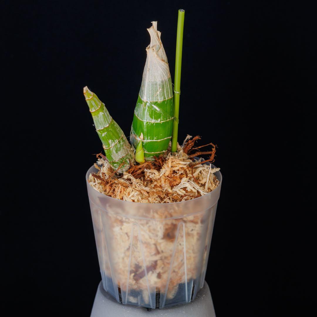 新芽あり タケノコ蘭 Mormodia SVO選別個体 Clowesia交配