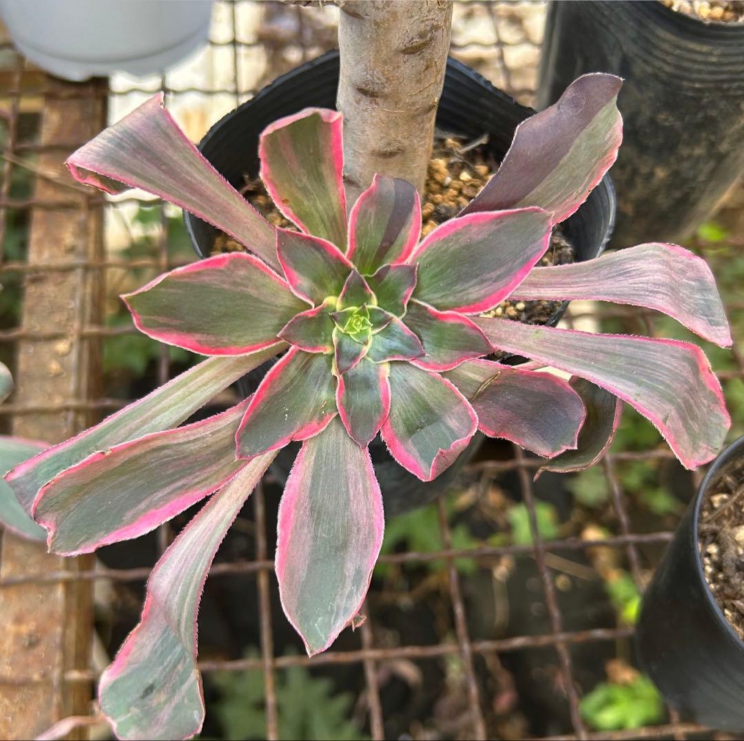 リリー☆様のお部屋　アエオニウム　V錦錦　紫浪　抜き苗