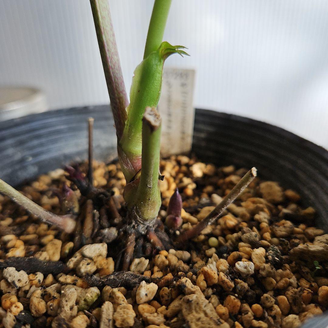 蒼ララ様ご購入苗㉖-139㉖-216クリスマスローズ