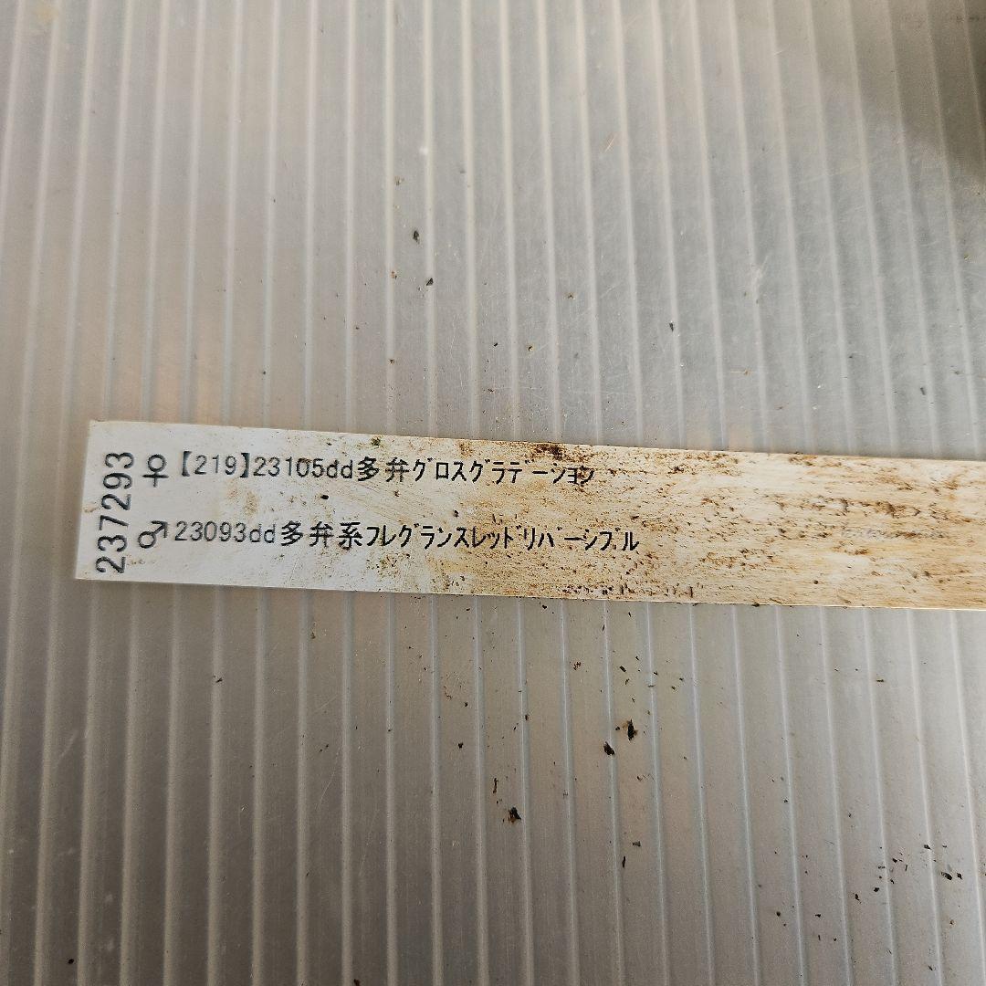 蒼ララ様ご購入苗㉖-139㉖-216クリスマスローズ