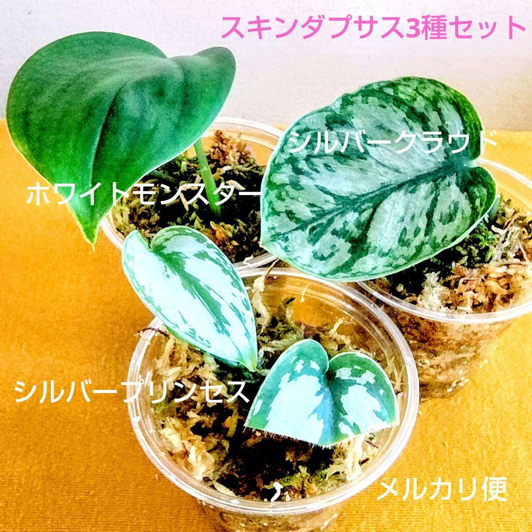 訳あり特価】スキンダプサス3種セット - メルカリ
