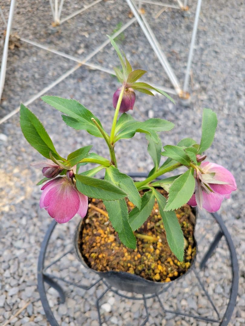 横山園芸 クリスマスローズ 小輪 ピンクダブル - メルカリ