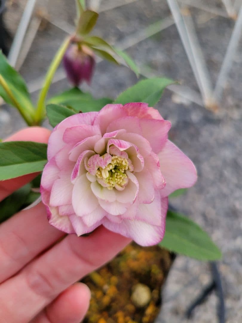 横山園芸 クリスマスローズ 小輪 ピンクダブル - メルカリ