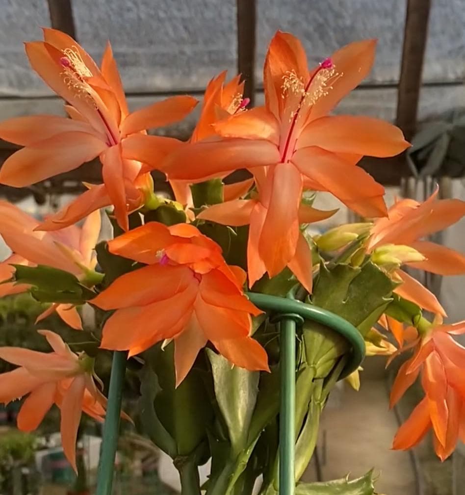 デンマークカクタス シャコバサボテン バハ 葉挿し 1630 - メルカリ