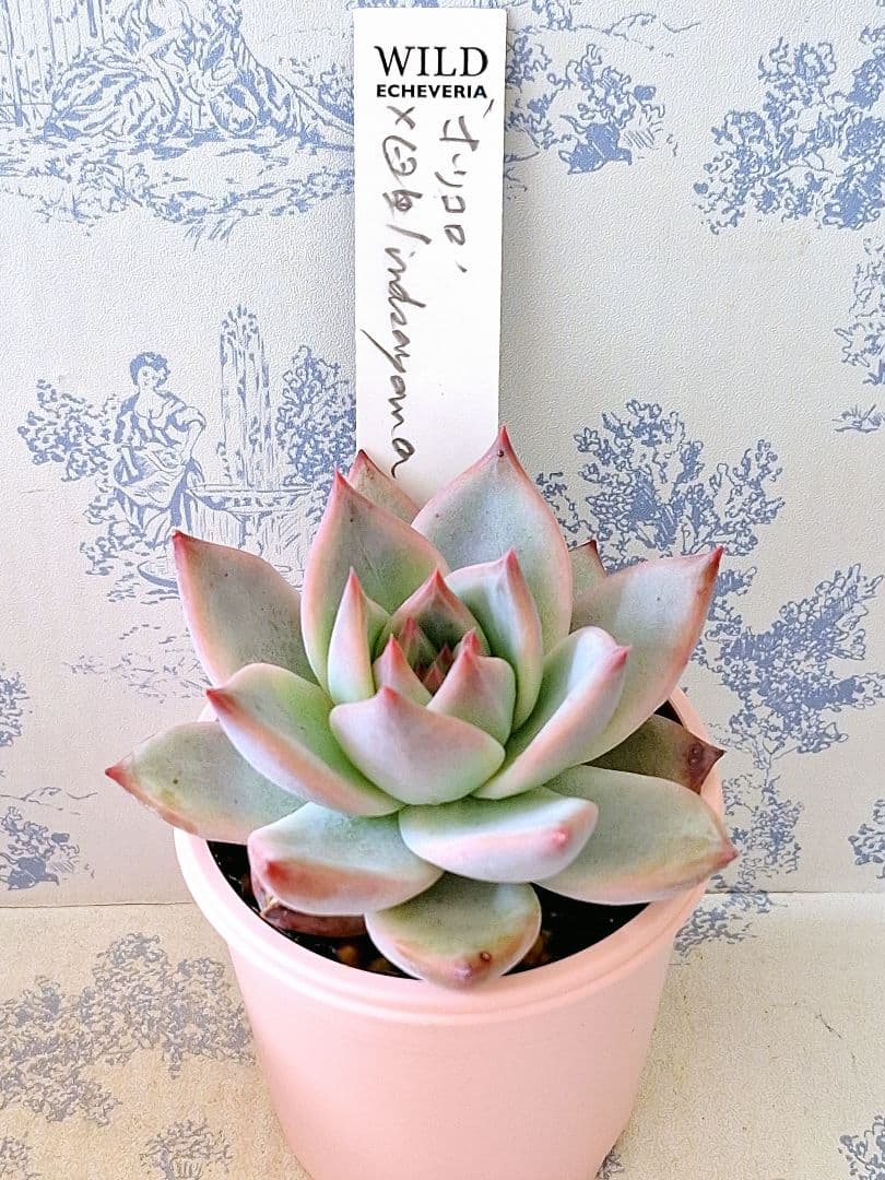 ホリコロ×臼田リンゼアナ札付きポットごとメルカリ便サボテン相談室