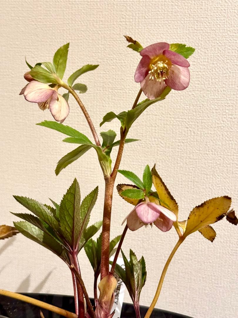 クリスマスローズ いろは×フジタ交配 大木ナーサリー - メルカリ