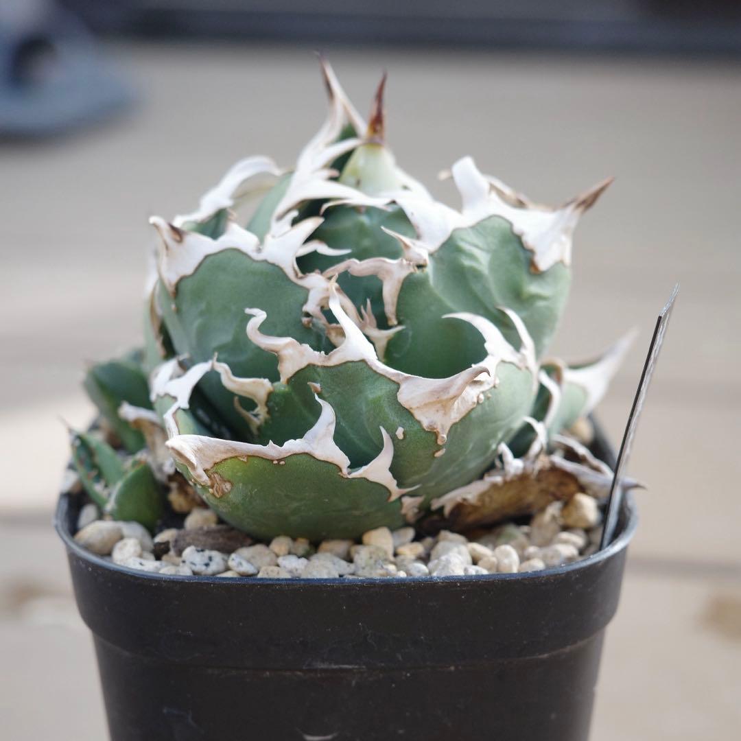 未根済 子株① アガベ COK コック cok-cg01 追星 検）大白鯊 悪魔